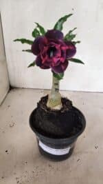 ENXERTO 12438 – 20cm (cor LM 992) - Imagem 2