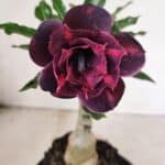 ENXERTO 12438 – 20cm (cor LM 992)