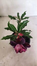 ENXERTO 12438 – 20cm (cor LM 992) - Imagem 4