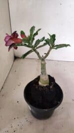 ENXERTO 12438 – 20cm (cor LM 992) - Imagem 5