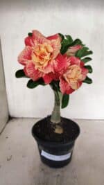 ENXERTO 12439 – 22cm (cor LM 582) - Imagem 2