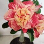 ENXERTO 12439 – 22cm (cor LM 582)