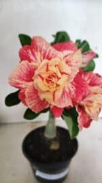 ENXERTO 12439 – 22cm (cor LM 582)