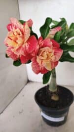 ENXERTO 12439 – 22cm (cor LM 582) - Imagem 4