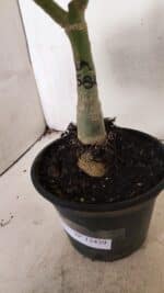 ENXERTO 12439 – 22cm (cor LM 582) - Imagem 10