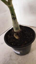 ENXERTO 12439 – 22cm (cor LM 582) - Imagem 9