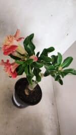 ENXERTO 12439 – 22cm (cor LM 582) - Imagem 6