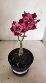 ENXERTO 12440 – 20cm (cor LM 1008) - Imagem 2