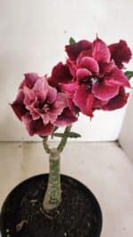 ENXERTO 12440 – 20cm (cor LM 1008)