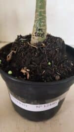 ENXERTO 12440 – 20cm (cor LM 1008) - Imagem 6