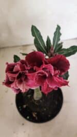 ENXERTO 12440 – 20cm (cor LM 1008) - Imagem 4