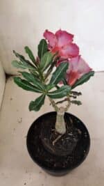 ENXERTO 12440 – 20cm (cor LM 1008) - Imagem 5