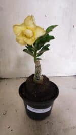 ENXERTO 12441 – 20cm (cor LM 1004) - Imagem 2