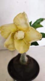 ENXERTO 12441 – 20cm (cor LM 1004) - Imagem 3