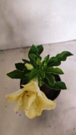 ENXERTO 12441 – 20cm (cor LM 1004) - Imagem 5