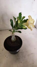 ENXERTO 12441 – 20cm (cor LM 1004) - Imagem 7