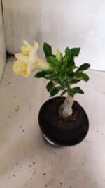 ENXERTO 12441 – 20cm (cor LM 1004) - Imagem 6