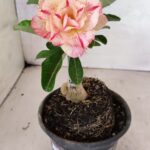 ENXERTO 12442 – 20cm (cor LM 1013)