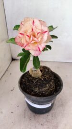 ENXERTO 12442 – 20cm (cor LM 1013)