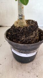 ENXERTO 12442 – 20cm (cor LM 1013) - Imagem 6