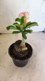 ENXERTO 12442 – 20cm (cor LM 1013) - Imagem 5