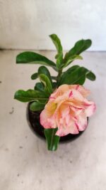 ENXERTO 12442 – 20cm (cor LM 1013) - Imagem 4