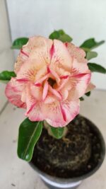 ENXERTO 12442 – 20cm (cor LM 1013) - Imagem 3