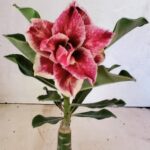 ENXERTO 12446 – 20cm (cor LM 977)