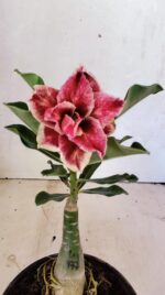 ENXERTO 12446 – 20cm (cor LM 977)