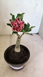 ENXERTO 12443 – 20cm (cor LM 977) - Imagem 2