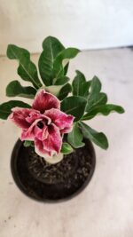 ENXERTO 12443 – 20cm (cor LM 977) - Imagem 4