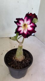 ENXERTO 12444 – 20cm (cor LM 1003) - Imagem 5