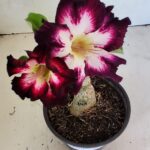 ENXERTO 12444 – 20cm (cor LM 1003)