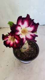 ENXERTO 12444 – 20cm (cor LM 1003)