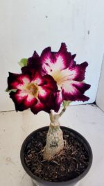 ENXERTO 12444 – 20cm (cor LM 1003) - Imagem 3