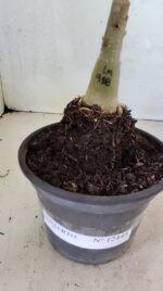 ENXERTO 12445 – 20cm (cor LM 918) - Imagem 6