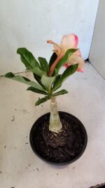 ENXERTO 12445 – 20cm (cor LM 918) - Imagem 5