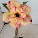 ENXERTO 12445 – 20cm (cor LM 918)