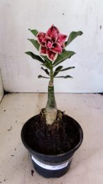 ENXERTO 12446 – 20cm (cor LM 977) - Imagem 2