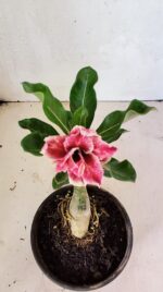 ENXERTO 12446 – 20cm (cor LM 977) - Imagem 4