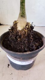 ENXERTO 12446 – 20cm (cor LM 977) - Imagem 7