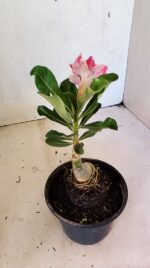 ENXERTO 12446 – 20cm (cor LM 977) - Imagem 6