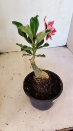 ENXERTO 12446 – 20cm (cor LM 977) - Imagem 5