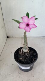 ENXERTO 12447 – 20cm (cor LM 512) - Imagem 2