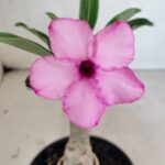 ENXERTO 12447 – 20cm (cor LM 512)