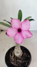 ENXERTO 12447 – 20cm (cor LM 512)