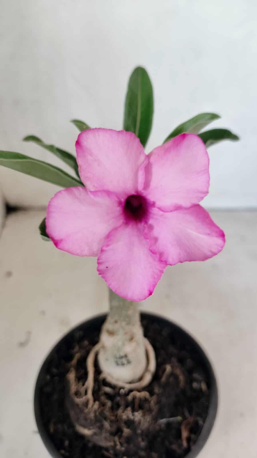 ENXERTO 12447 (2) ENXERTO 12447 – 20cm (cor LM 512) - Imagem 1