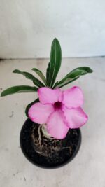 ENXERTO 12447 – 20cm (cor LM 512) - Imagem 4