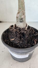 ENXERTO 12447 – 20cm (cor LM 512) - Imagem 6