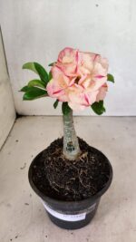 ENXERTO 12448 – 20cm (cor LM 1013) - Imagem 2